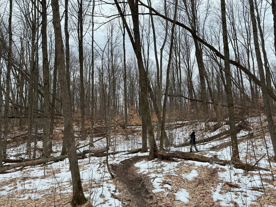 Bare trees with some snow covering the ground.
